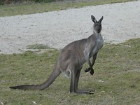 Big Kangaroo!