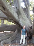Moreton Bay Figtree