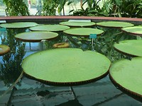 Amazon Waterlily, 1 m. doorsnee