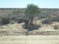 Schaduwplekje in Mungo N.P.