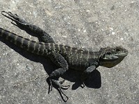 Bearded Dragon