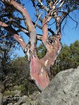 Candle Bark