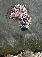 Roze wier