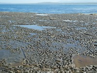 Poffertjespanplateau