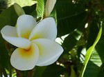 Frangipani