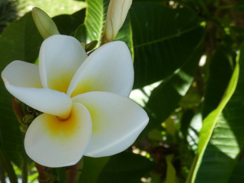 Frangipani
