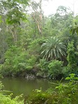 Bos van Lane Cove N.P.