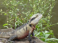Waterdragon