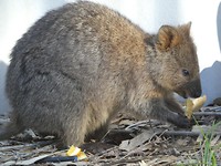 quokka