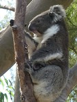 koala