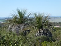 grasstrees