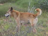 dingo