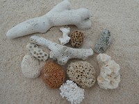 koraalcompositie
