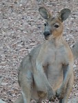wallaroo