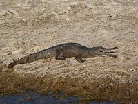 freshwater crocodile