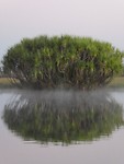 pandanustrees