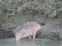 waterbuffel
