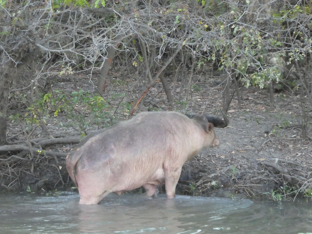 waterbuffel