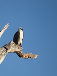 white bellied eagle