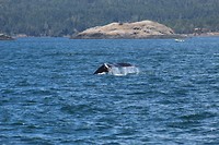 IMG_8332