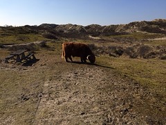 Foto in de Kennemerduinen