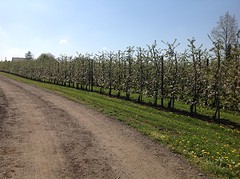 De Belgische Betuwe in bloei