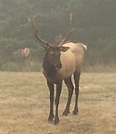 Wapiti in het Ecola State Park