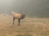 Wapiti in het Ecola State Park