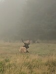 Wapiti