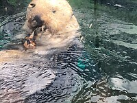 Otter in het Oregon Coast Aquarium