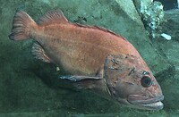Oregon Coast Aquarium
