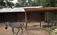 Een zebra in de zoo.