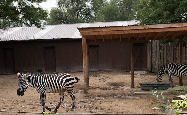 Een zebra in de zoo.
