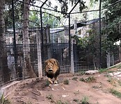Een leeuw in de zoo.