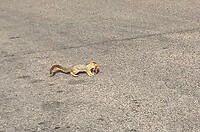 Een Sciurusniger liep op straat.