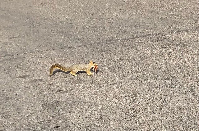 Een Sciurusniger liep op straat.