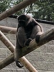Een aap in de zoo.