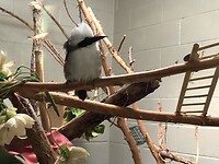 Een vogel in de zoo.