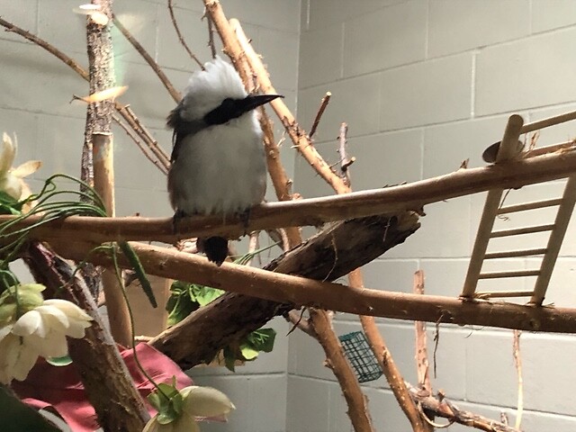 Een vogel in de zoo.