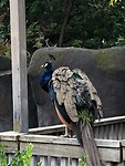 Een Pauw in de zoo.
