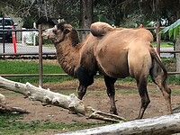 Een kameel in de zoo.