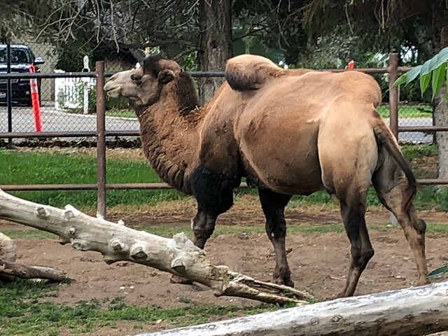 Een kameel in de zoo.