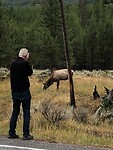 Jan in actie. Een kudde wapiti’s langs de weg.