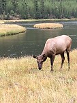 Een wapiti vrouwtje.