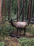 Een wapiti mannetje.