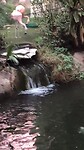 Wildlife Habitat bij Flamingo.