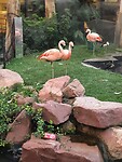 Wildlife Habitat bij Flamingo.