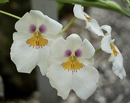 A7408768