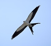 A7409079