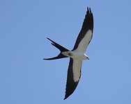 A7409091